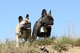 BOULEDOGUE FRANCAIS 503